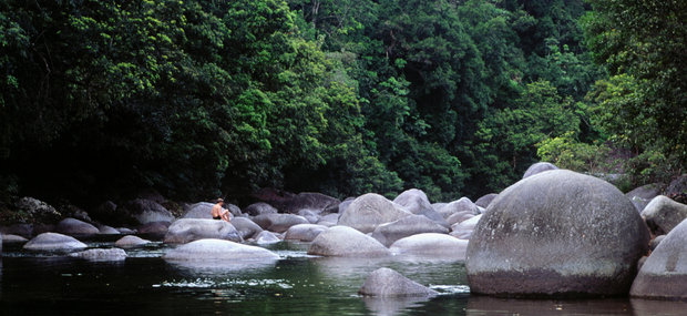 Ancient Rainforest