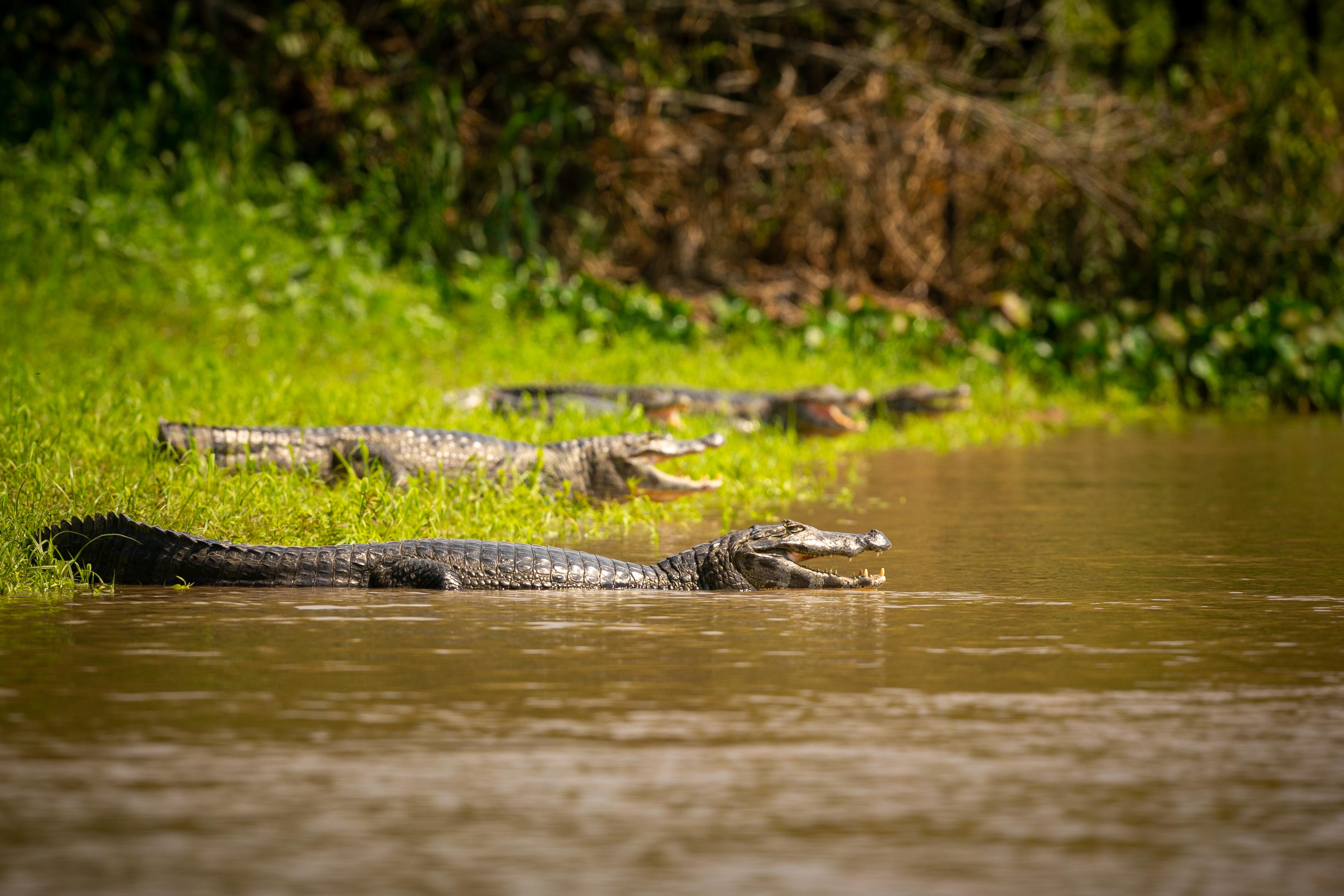 Why Hartley’s Crocodile Adventures is a Must-Visit in Port Douglas