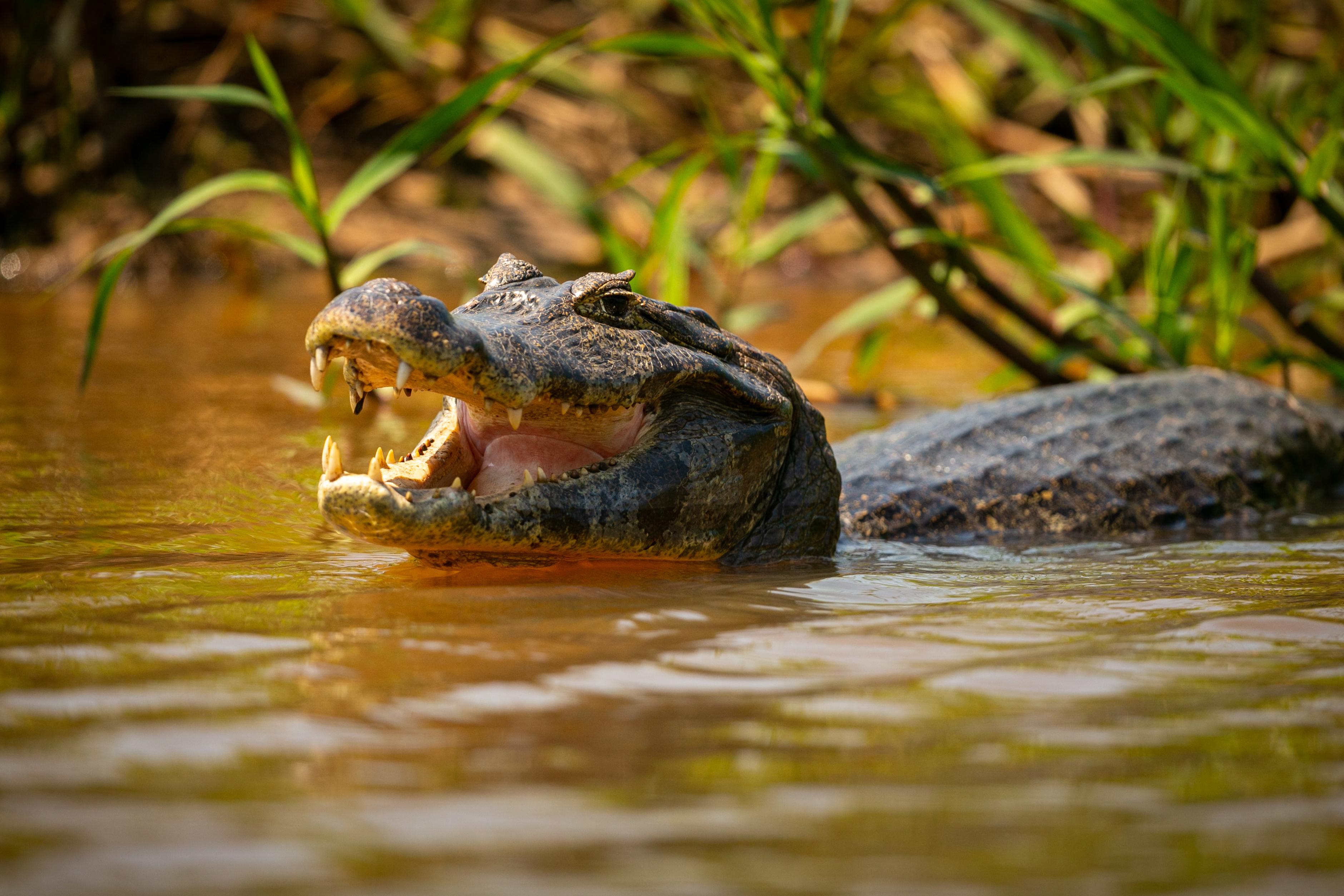 The Ultimate Guide to Hartley's Crocodile Adventures | Explore Wildlife & Thrills
