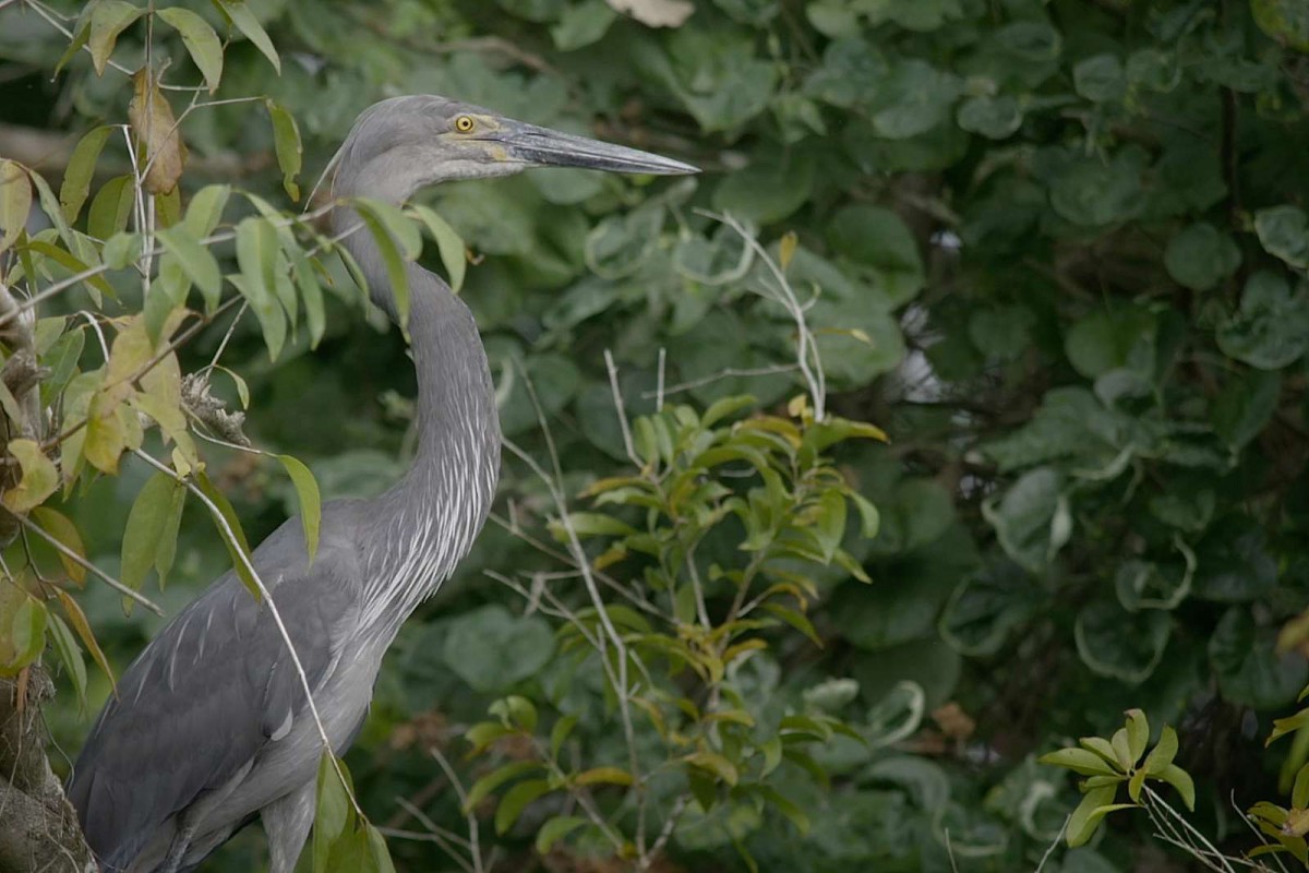 Rainforest Wildlife Tour